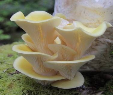 Mushrooms